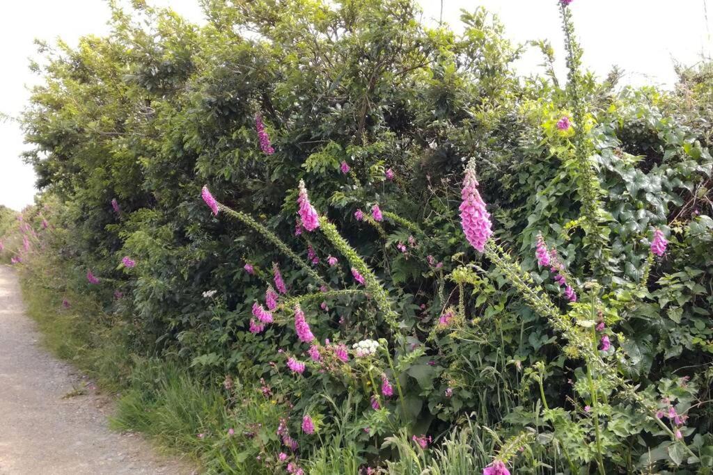 Farm Accommodation - The Lizard Peninsula, Cornwall Helston Eksteriør billede