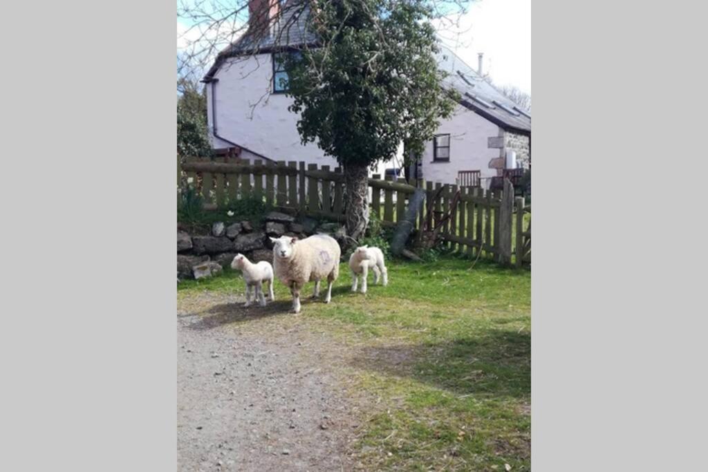 Farm Accommodation - The Lizard Peninsula, Cornwall Helston Eksteriør billede