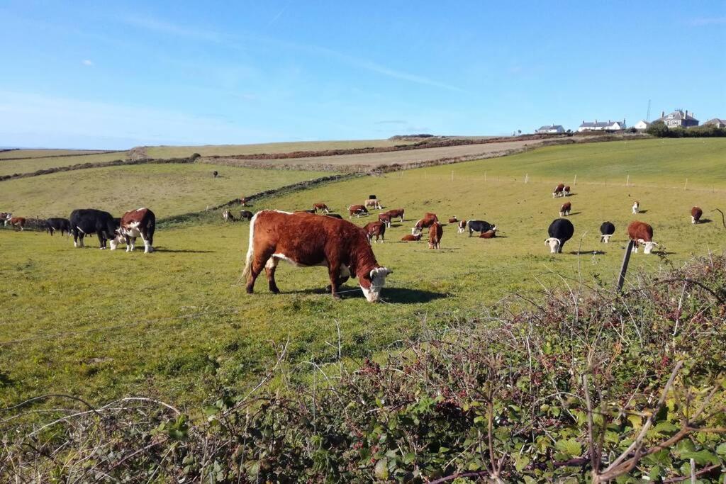 Farm Accommodation - The Lizard Peninsula, Cornwall Helston Eksteriør billede